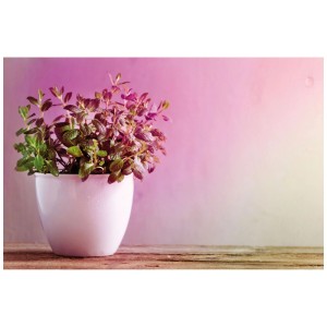 Lampada LED per piante Paulmann R63, E27, 6,5W in vaso bianco con pianta.