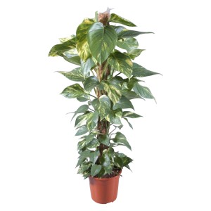 Pothos 'Aureum' sur tuteur en mousse en pot, plante grimpante d'intérieur à feuilles panachées jaunes.