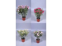 Oleander-Busch Nerium oleander Topf Ø 14 cm / Höhe 40 - 50 cm