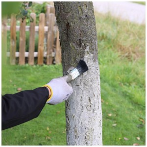 Applicazione di pittura per tronchi d'albero contro i danni da gelo con un pennello.