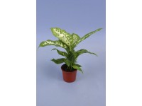 Dieffenbachia Compacta Topf Ø 8,5 cm