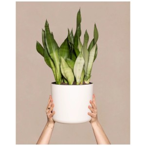 Feey Sansevieria Moonshine dans un pot blanc, tenu par des mains. Plante d'intérieur facile d'entretien.