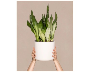 sansevieria trifasciata sorten Sansevieria trifasciata main image 1