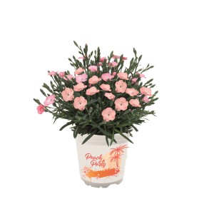 Oeillet Dianthus Peach Party en pot, fleurs abricot. Plante d'été pour massifs et balcons.