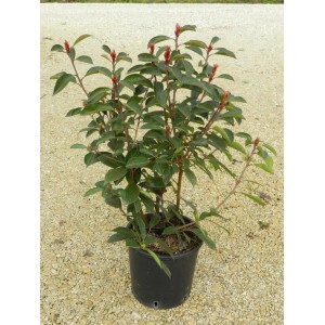 Fotinia Red Robin in vaso, alta circa 40-50 cm, con germogli rossi e foglie verdi.