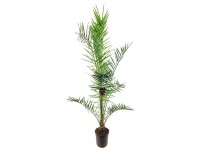Palma da datteri delle Canarie Phoenix canariensis vaso Ø 24 cm / altezza 130 cm
