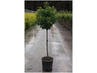 Portugiesische Lorbeerkirsche Prunus lusitanica Angustifolia Topf 18 l