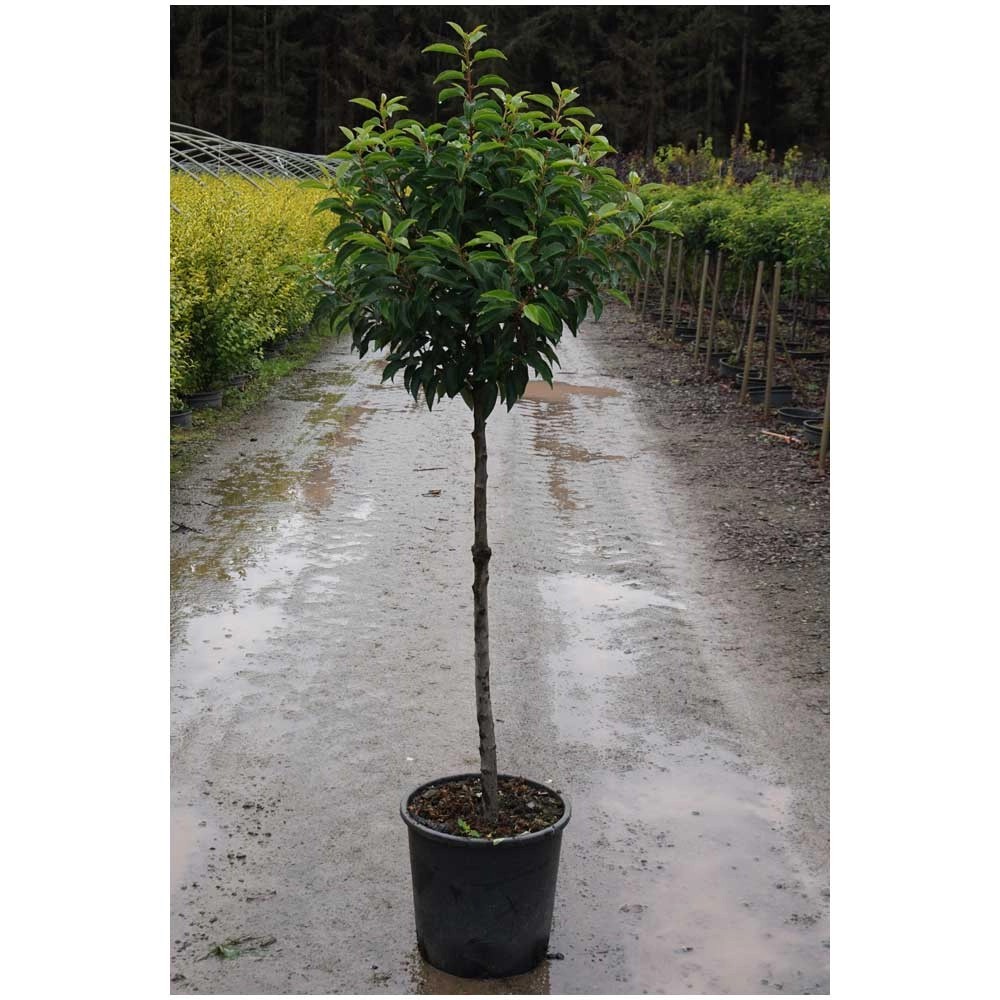 Portugiesische Lorbeerkirsche Prunus lusitanica Angustifolia Topf 18 l