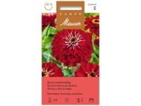 Zinnie dahlienblütig Zinnie dahlienblütig