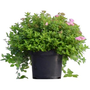 Arbusto di spirea in vaso con fiori rosa, altezza circa 20-40 cm.