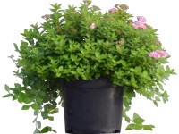 Rosa Zwergspiere Spirea japonica Little Princess Topf ca. 4 l / Höhe ca. 20 - 40