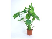 Monstera Deliciosa im 17 cm Topf