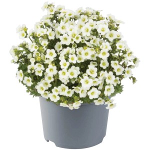 Mix di piante perenni in vaso con fiori bianchi, diverse varietà per aiuole e bordure.