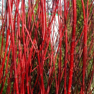 Cornus Sibirica con rami rosso corallo, ideale per giardini invernali.