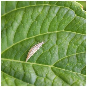 Larva di crisopa su foglia: Insetti utili per il controllo dei parassiti nel giardino biologico.