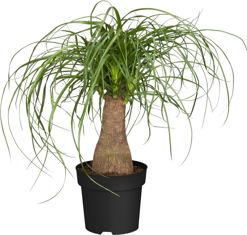 Elefantenfuss "Beaucarnea recurvata" Topf 24 cm kaufen bei OBI
