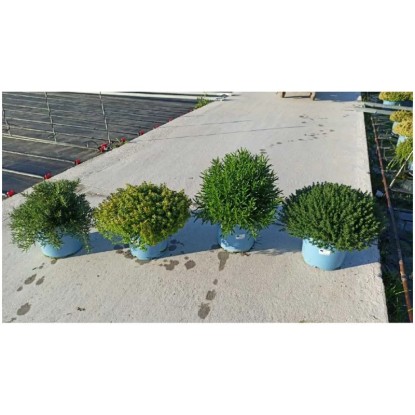 Miscela di erbe aromatiche (5 varietà diverse) - Vaso Ø 23 cm / 1 pz.