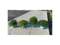 Kräuter-Mix 5 verschiedene Sorten Topf Ø 23 cm / 1 Stk.