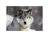 Glasbild Wolf 70 x 100 cm