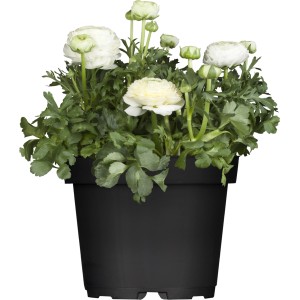 Renoncule blanche en pot, une plante de balcon fleurie pour les endroits ensoleillés.