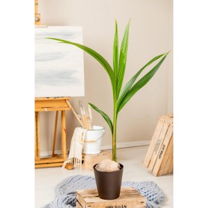 Palmier coco (Cocos nucifera) en pot marron, plante d'intérieur pour une ambiance exotique.