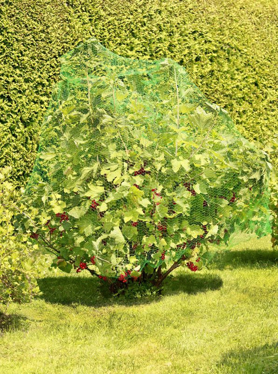Windhager Obstbaum Grün kaufen bei OBI