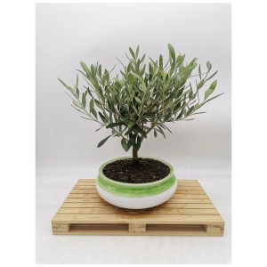 Olivo Olea europaea in ciotola di ceramica (Ø 20 cm) su pallet di legno.