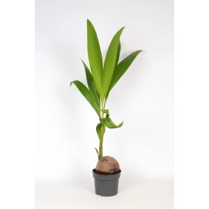 Palmier coco (Cocos nucifera) en pot, plante d'intérieur verte pour une ambiance exotique.