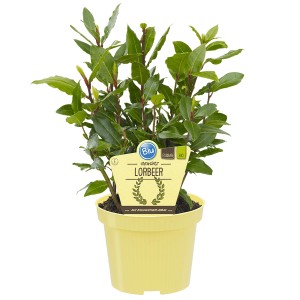 Laurier sauce Blu en pot, env. 12 cm Ø, herbe aromatique de cuisine aux feuilles parfumées.