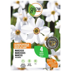 GROW by OBI Narzisse Recurvus, 4 weisse Blumenzwiebeln mit rot-gelber Mitte, 30 cm hoch, für Garten.