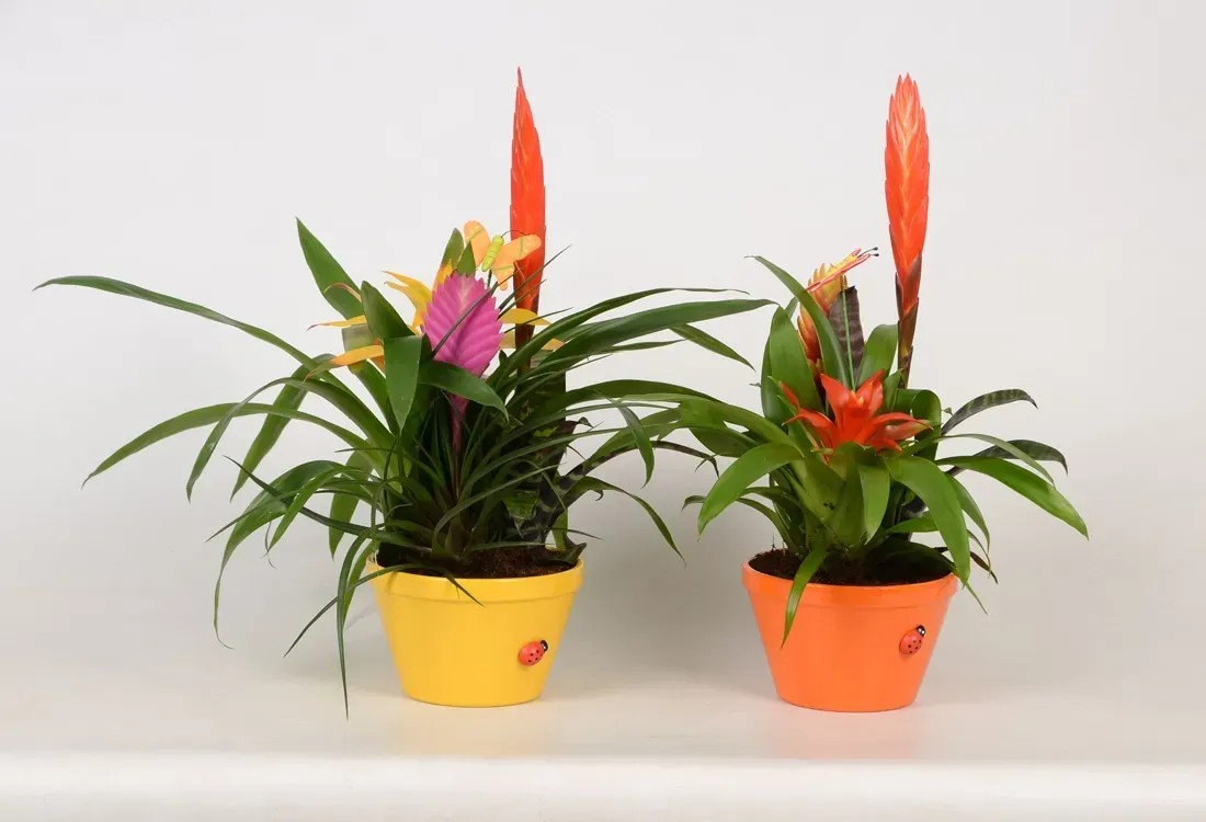 Bromelie Coupe Springline Bromelia Topf  16 cm / Hhe 50 cm