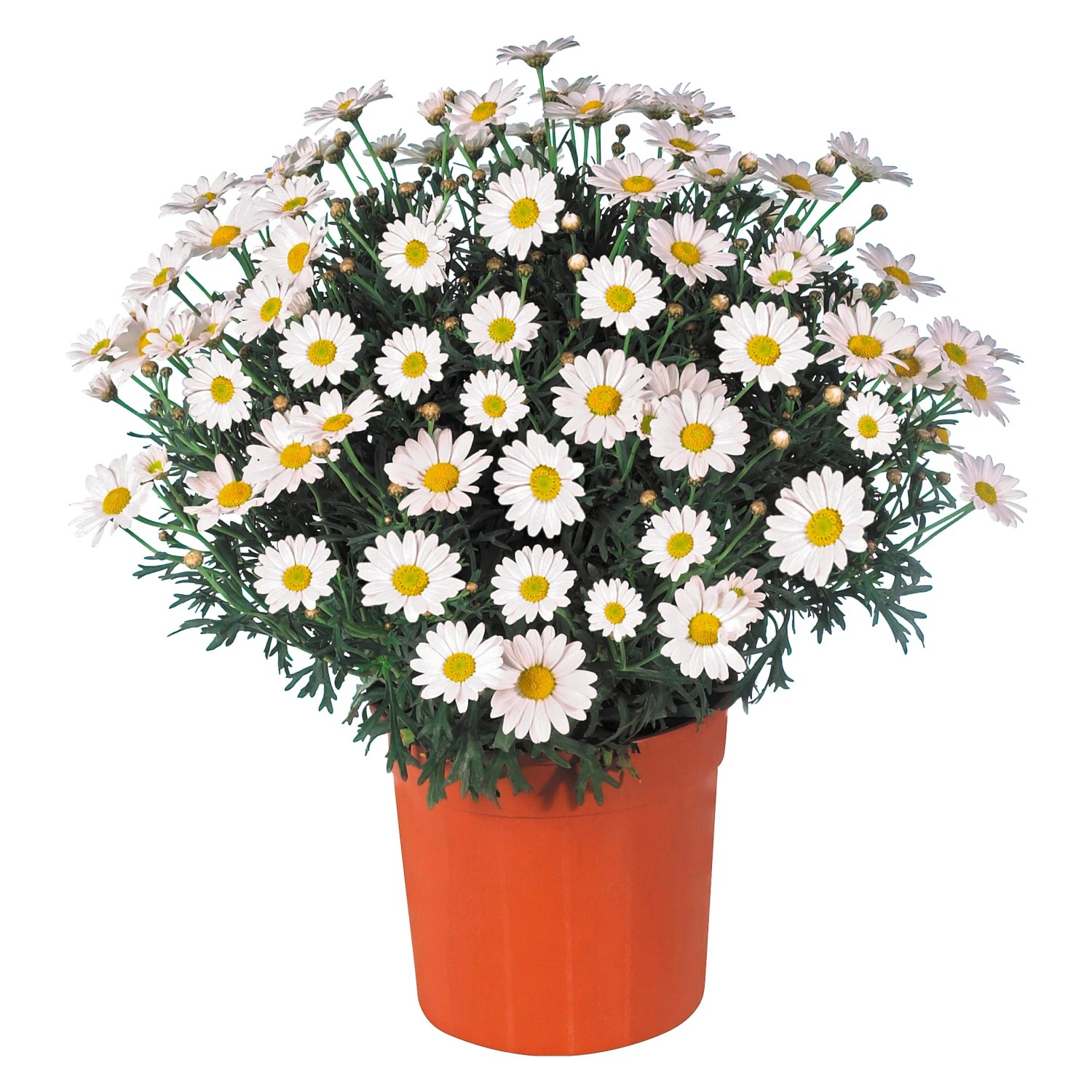 StrauchMargerite Argyranthemum Weiss Topf Ø ca. 18 cm kaufen bei OBI