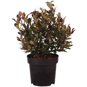 Photinia fraseri 'Chico' a sfera in vaso, altezza circa 20 cm. Glanzmispel sempreverde con foglie rosse.