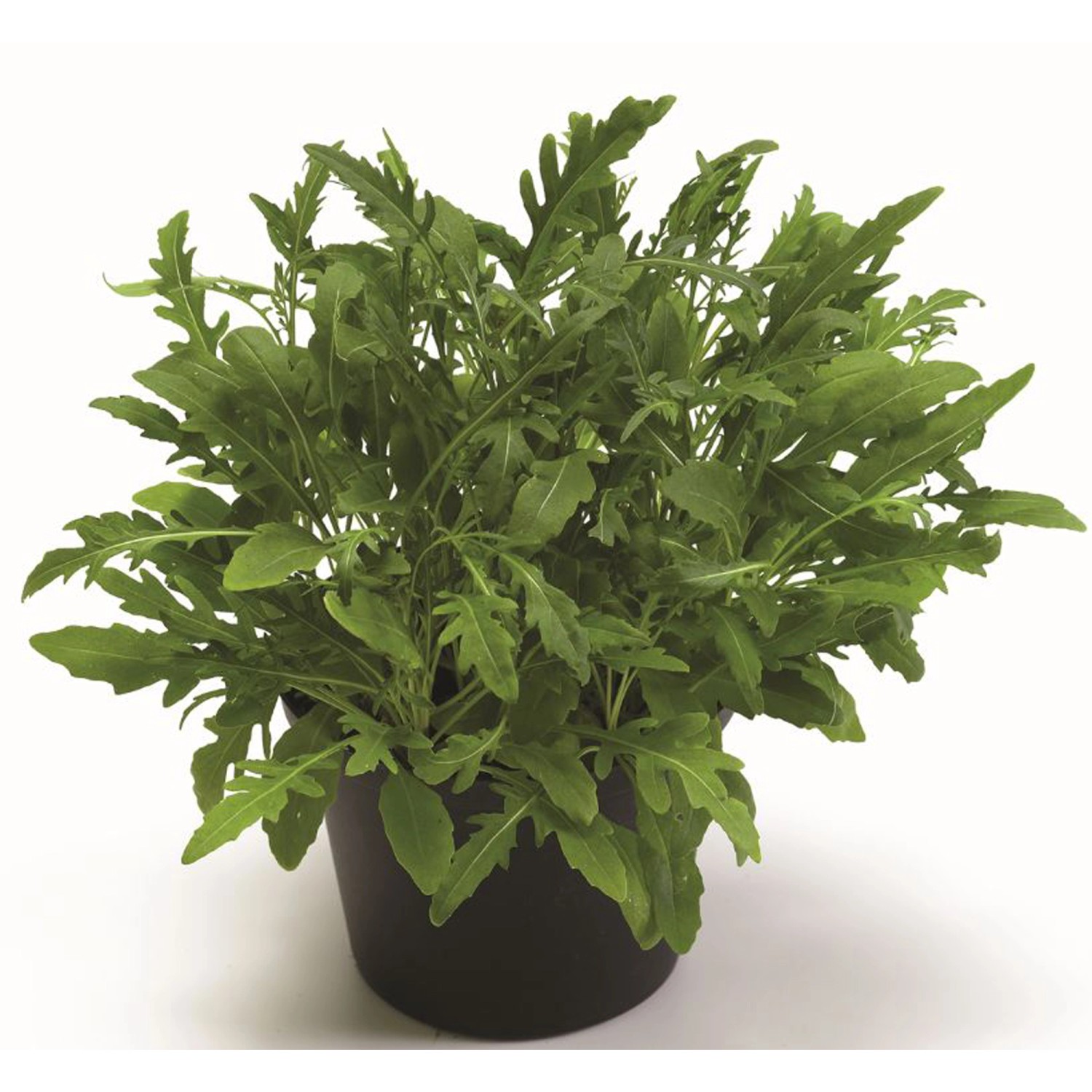 Rucola Topf-Ø ca. 12 cm Diplotaxis kaufen bei OBI