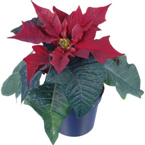Weihnachtssterne kaufen – OBI alles für Heim, Haus, Garten und Bau