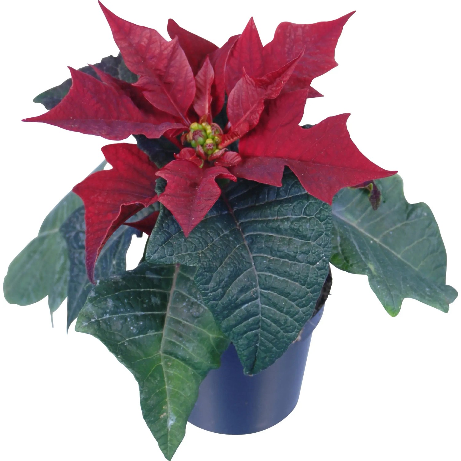 Mini toile de Nol diffrentes couleurs Pot- env. 6 cm Euphorbia  pulcherrima
