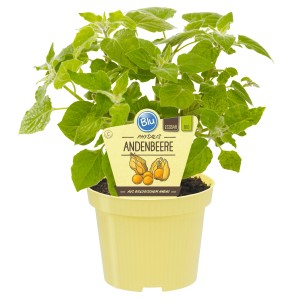 Physalis Blu en pot (environ 12 cm Ø) avec feuilles vertes et fruits jaunes.