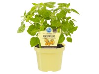 Andenbeere Topf-Ø ca. 12 cm Physalis