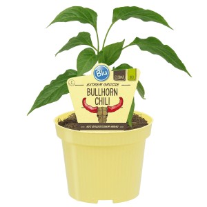Blu Bio-Bullhorn-Chili in vaso (Ø 12cm). Varietà di peperoncino dolce per balcone e insalata.