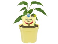 Blu Bio Bullhorn-Chili Capsicum anuuum Bio Topf Ø ca. 12 cm