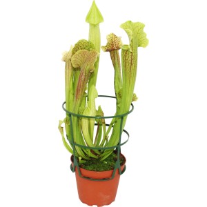 Schlauchpflanze (Sarracenia) im Topf, grüne fleischfressende Pflanze mit Schläuchen.