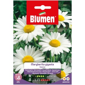 Sachet de graines de marguerite géante Blumen avec des fleurs blanches et un cœur jaune.