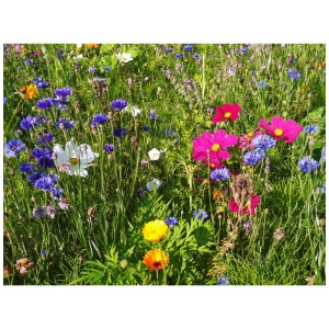 Prairie fleurie avec des fleurs d'ombre de différentes couleurs, tapis de fleurs Clever Nature.