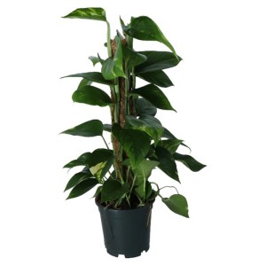 Pothos Epipremnum sur bâton de mousse en pot, plante grimpante verte à feuilles panachées de jaune.