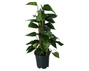fargesia robusta pingwu pflege Fargesia Robusta Pingwu – Robuster Gartenbambus, ca. 30 cm