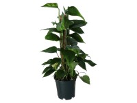 Efeutute Epipremnum pinnatum am Moosstab Topf Ø ca. 15 cm