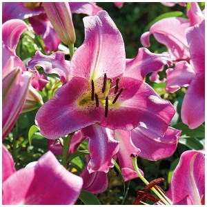 Grow by OBI Lilium Purple Lady, 2 pezzi. Fiori viola scuro con bordi bianchi. Bulbi da fiore per aiuole e vasi.