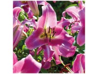 Grow by OBI Lilien Purple Lady 2 Stk. Grow by OBI Lilien Purple Lady 2 Stk.