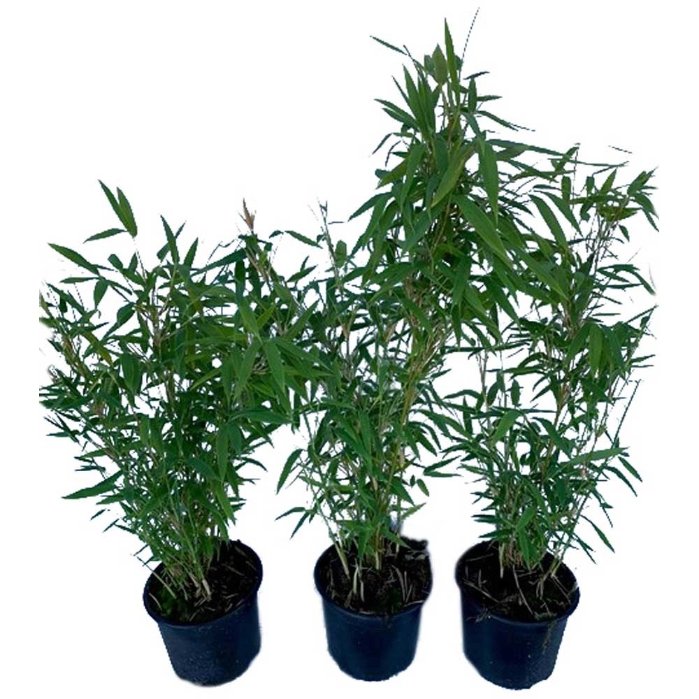 Bambus FargesiaMix verschiedene Sorten Topf Ø 14 cm / 1 Stk. kaufen