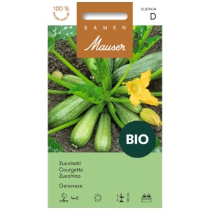 Graines de Zucchetti Genovese Bio : Jeune plant de courgette avec fleur jaune dans le jardin.